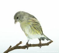 /album/vogels-van-jacques/huvaere-19-jpg/
